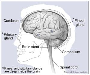 Cerebral Palsy Medical Definition